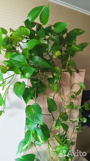 Сциндапсус