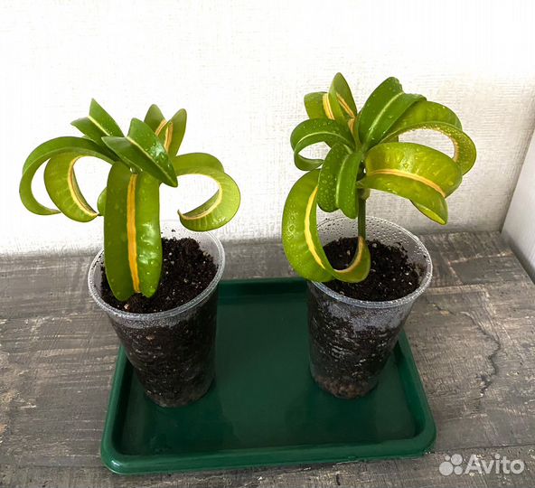 Кротон Рамс Хорн