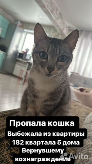 Потерялась кошка