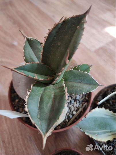 Агава кабутогани, Агава титанота, Агава потаторум