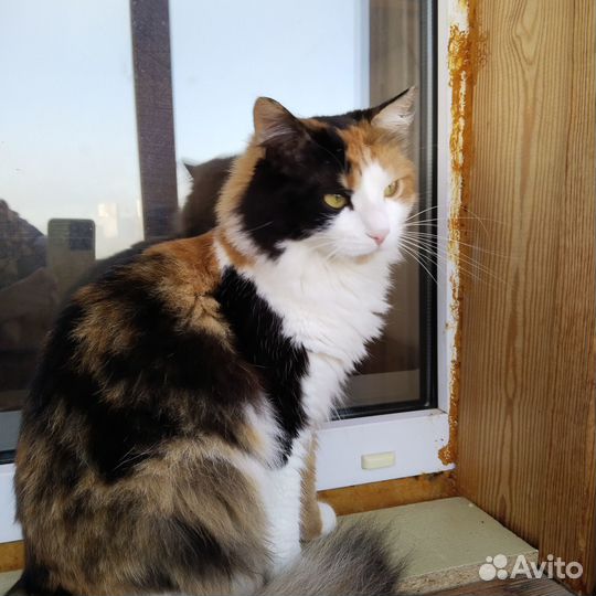 Кошка