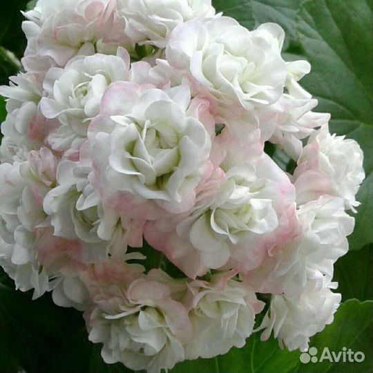 Пеларгония сортовая