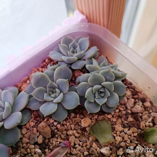 Суккуленты эхеверии 4