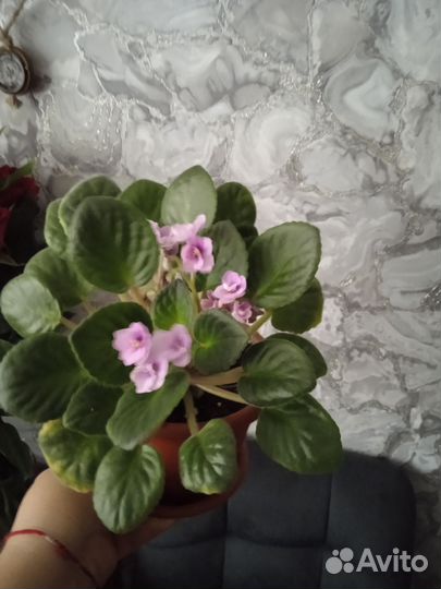 Комнатные цветы в ассортименте