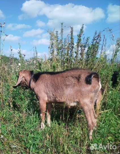 Англо-нубийский козёл