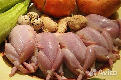 Яйца перепелиные инкубационные,мясо перепелов