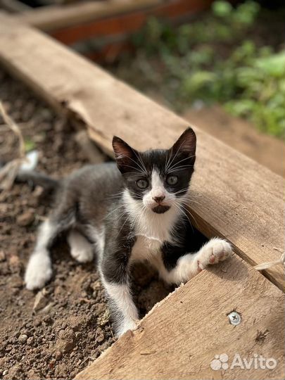 Дарим котяток