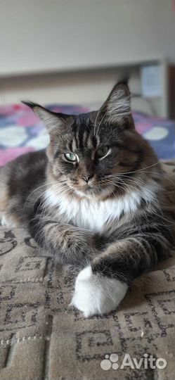 Кошки мейн-кун