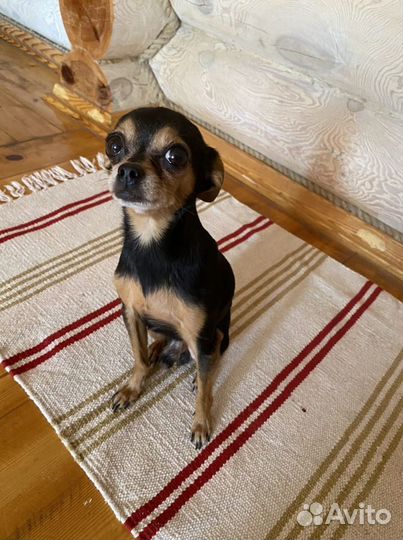 Той-терьер вязка