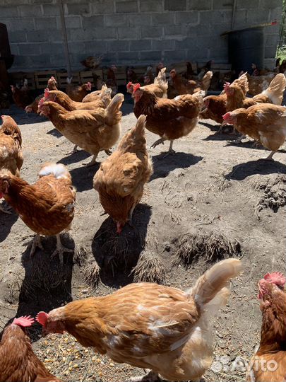 В продаже куры породы Ломан Браун