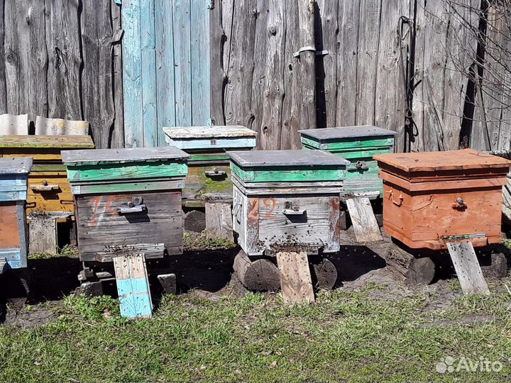 Продажа пчел и ульи