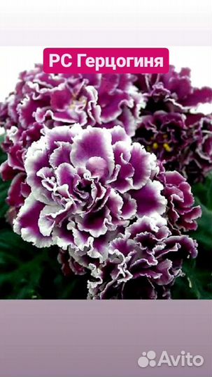 Фиалки сортовые