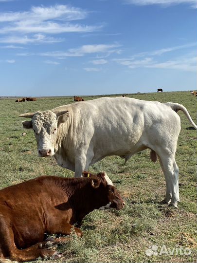 Быки на племя