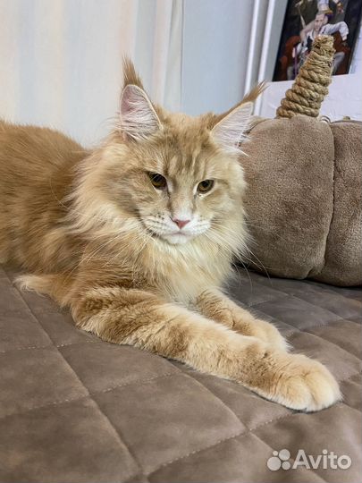 Кот мейн-кун