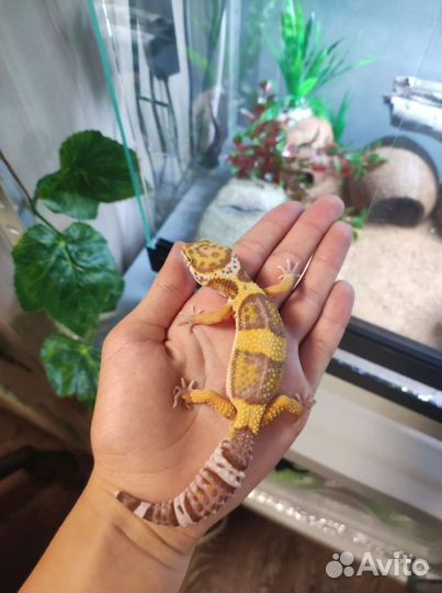 Эублефар с террариумом