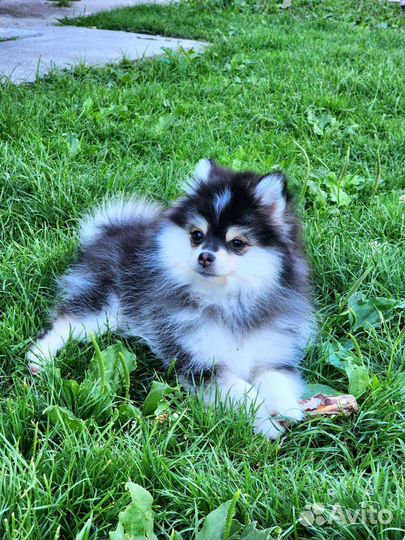 Девочка помски