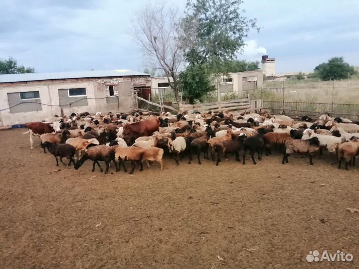 Овцы бараны