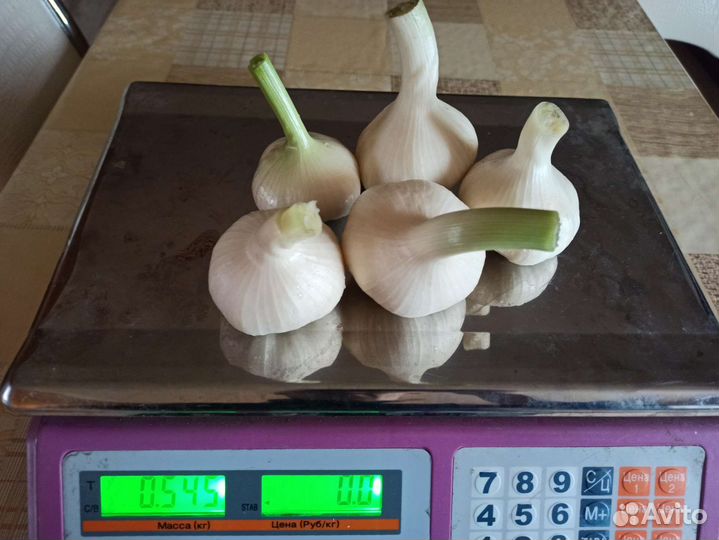 Чеснок домашний