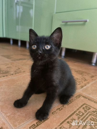 Котенок в добрые руки