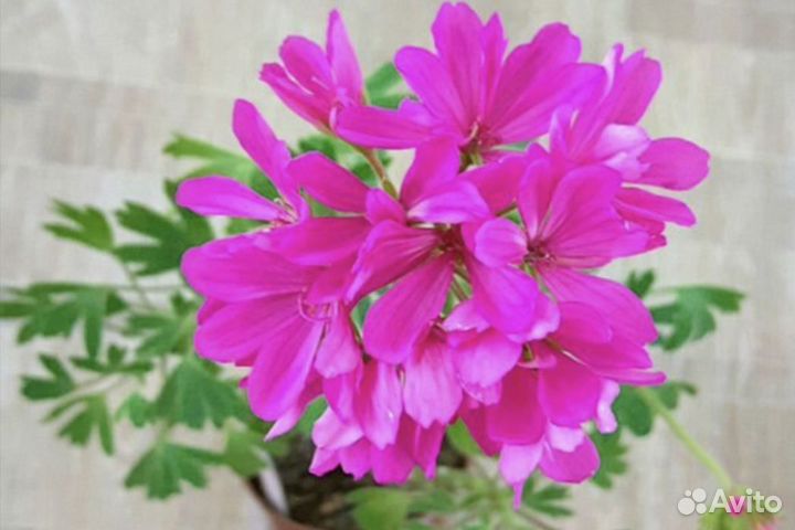 Пеларгонии сортовые