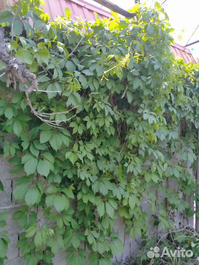 Девичий виноград,плюш