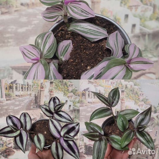 Традесканция зебрина