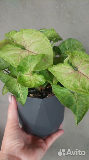 Сингониумы сортовые