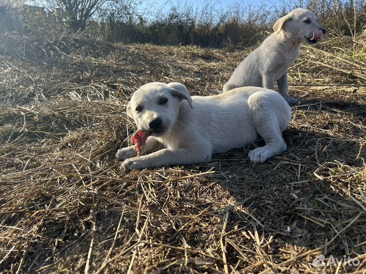 Щенки бесплатно