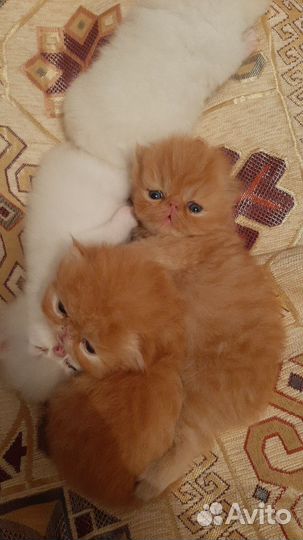 Персидская