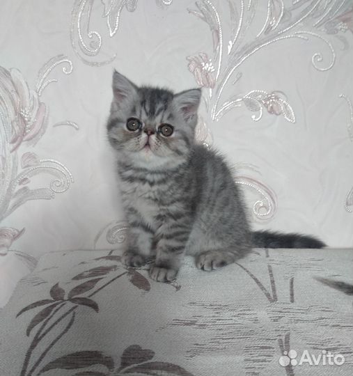 Пятнистая экзоточка