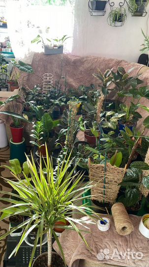 Комнатные растения