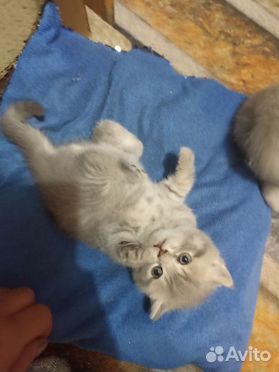 Шотландские котята