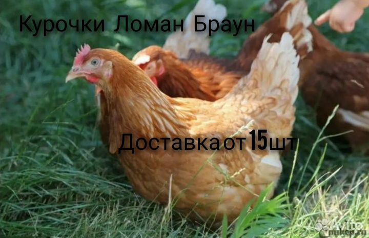 Куры несушки продам