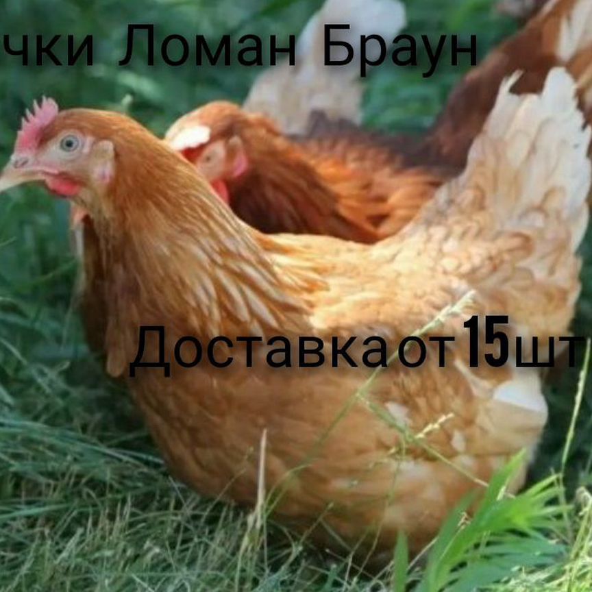 Куры несушки продам