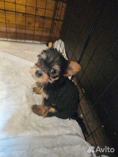 Йоркширский терьер