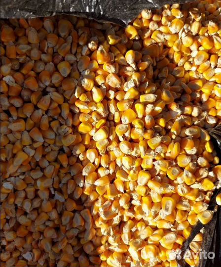 Фуражный горох, Сахарная свёкла на корм/посев