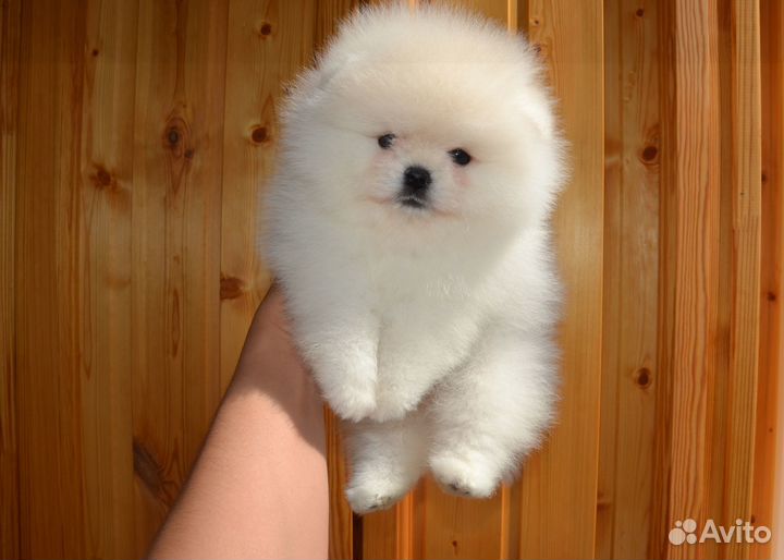 Померанский шпиц