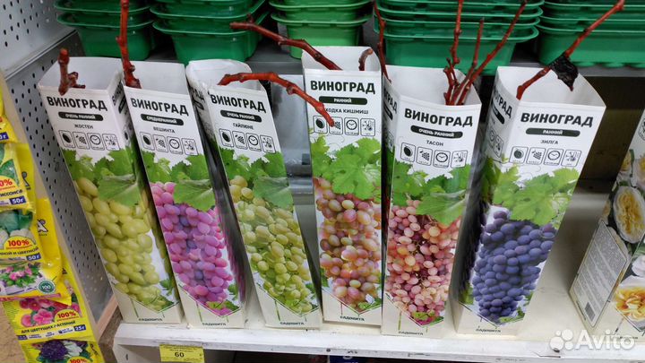 Саженцы растений во Владимире