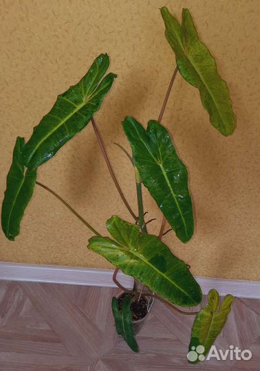 Филодендрон billietiae Paradiso verde(мраморный)