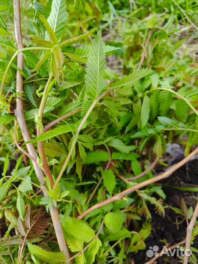 Кустарники