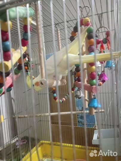 Попугай карелла с клеткой