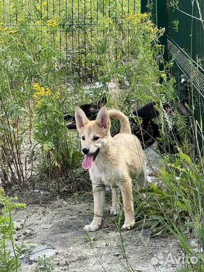 Девчуля 3,5 месяца ищет дом