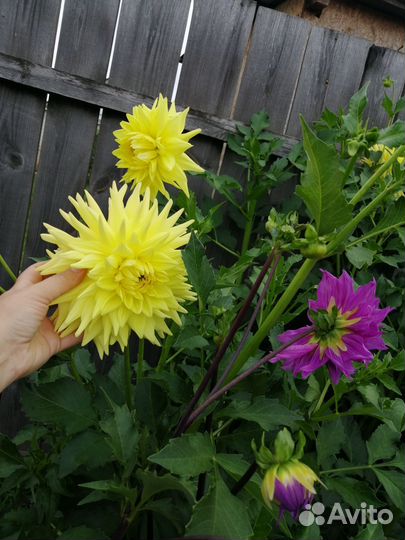 Георгины клубни