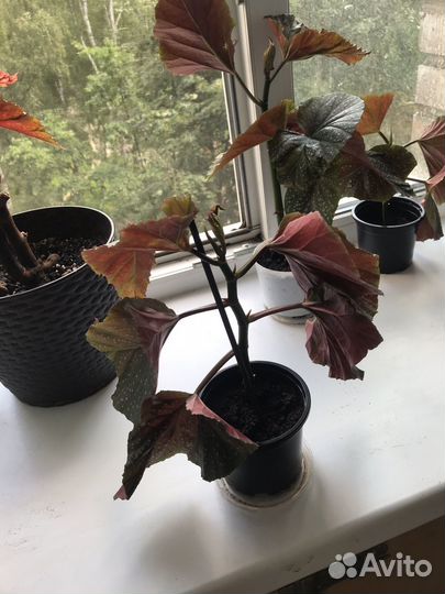 Бегония Люцерна