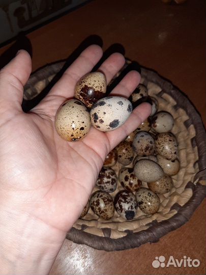 Яйца перепелиные домашние