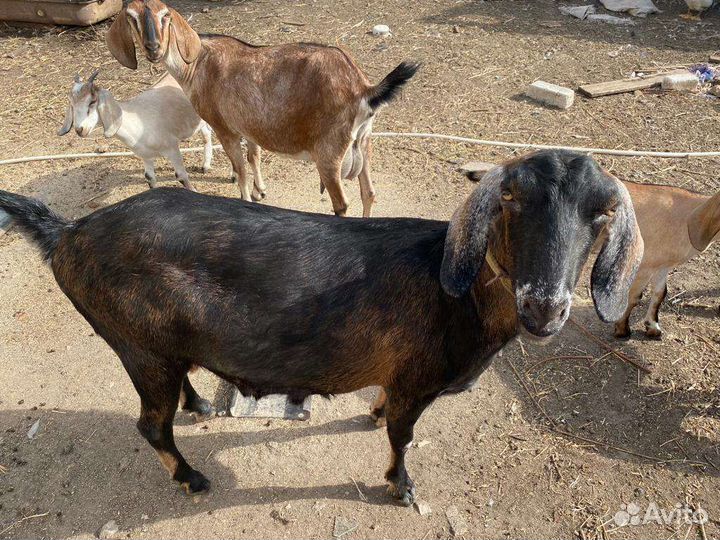 Нубийские козы