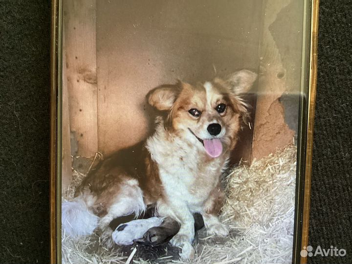 Собака в добрые руки отдам бесплатно