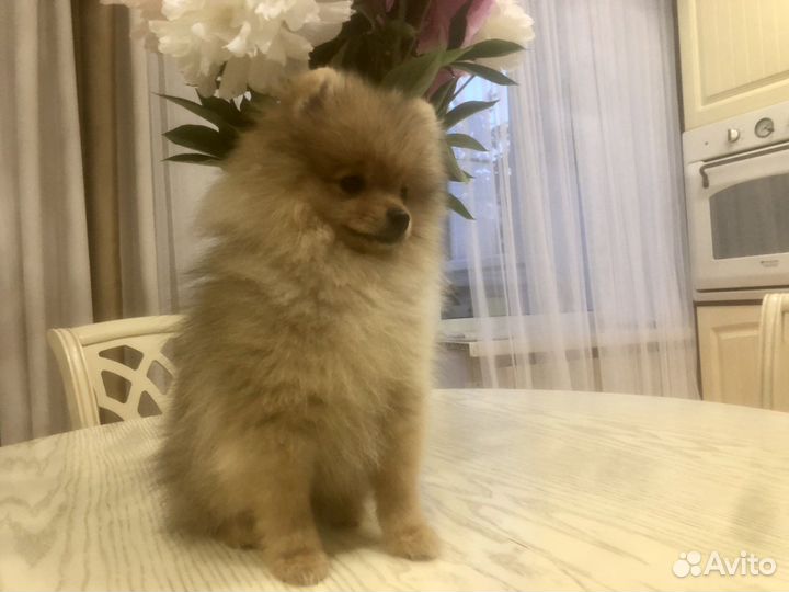 Щенки шпица