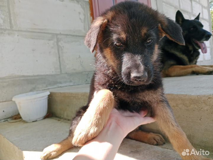 Чистокровные щенки овчарки