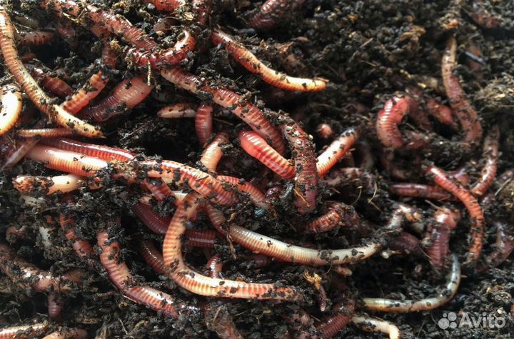 Калифорнийские черви